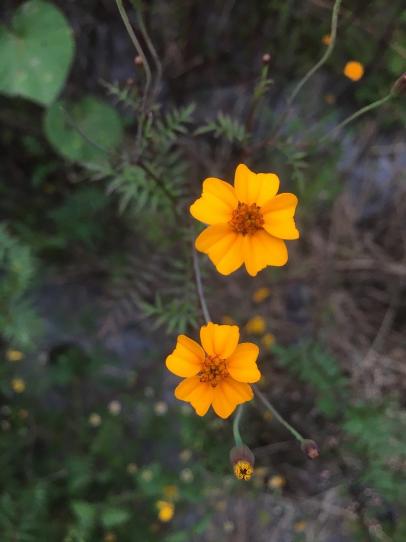 Tagetes tenuifolia photo 3