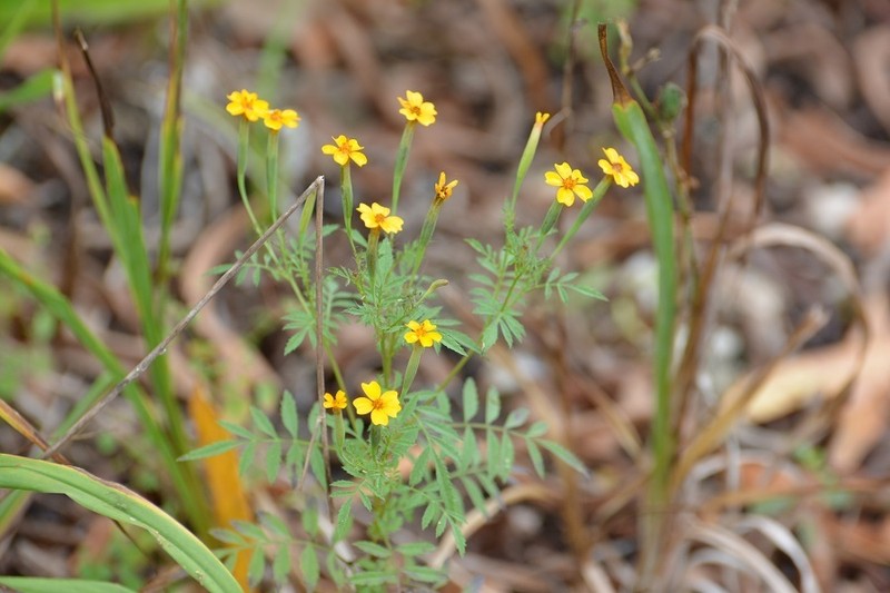 Tagetes tenuifolia photo 4