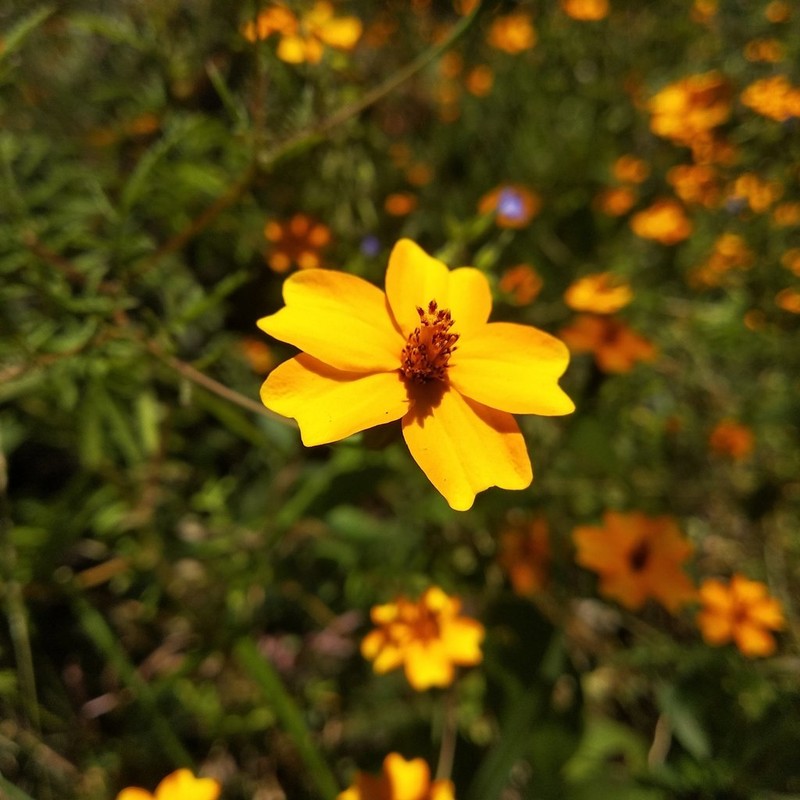 Tagetes tenuifolia photo 5