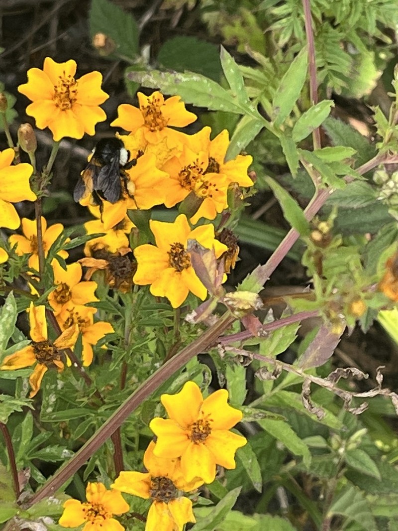 Tagetes tenuifolia photo 6
