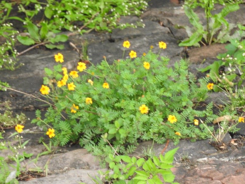 Tagetes tenuifolia photo 7