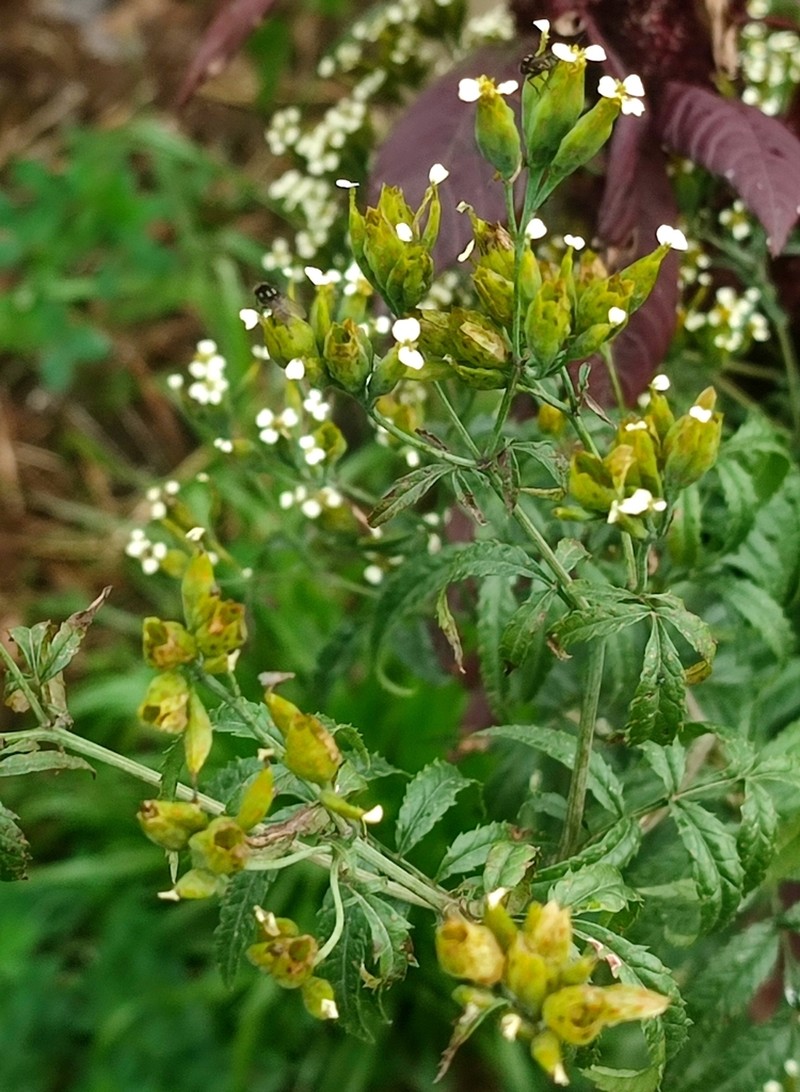 Tagetes terniflora