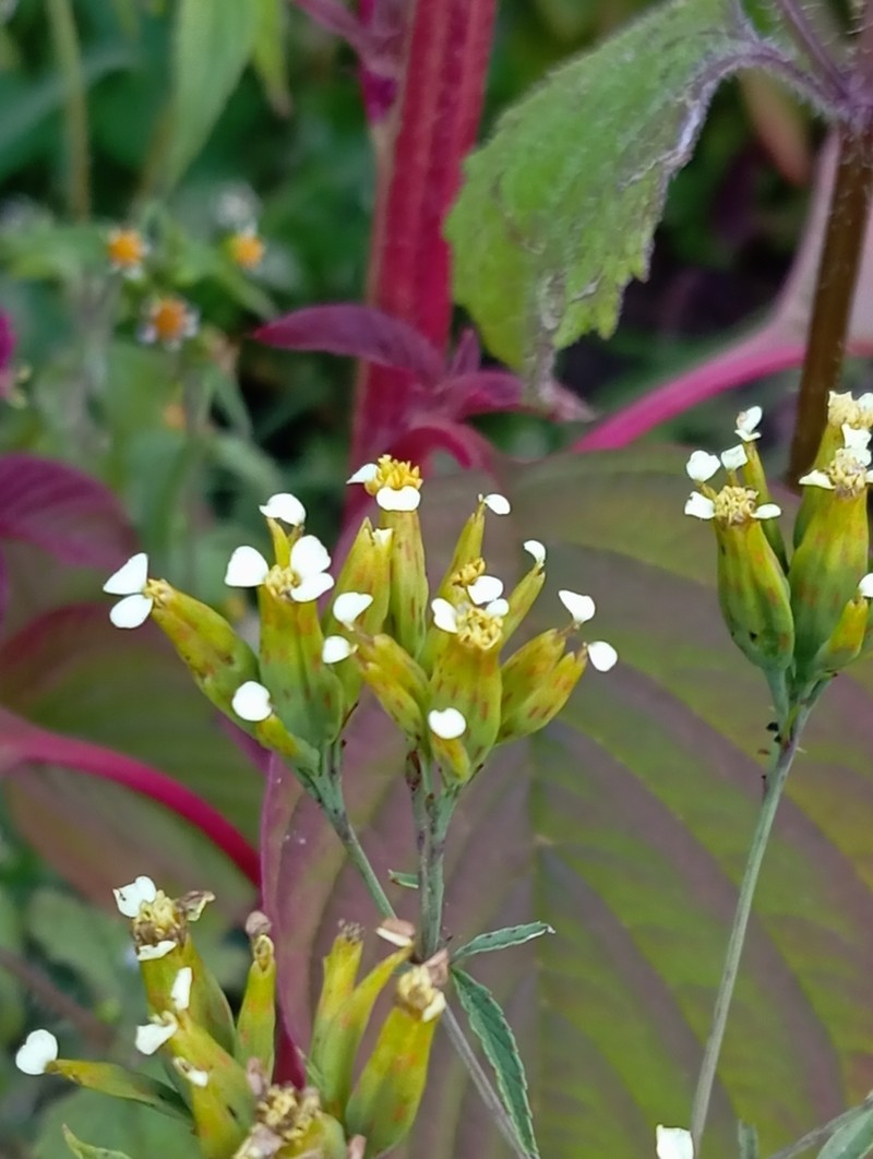 Tagetes terniflora photo 2