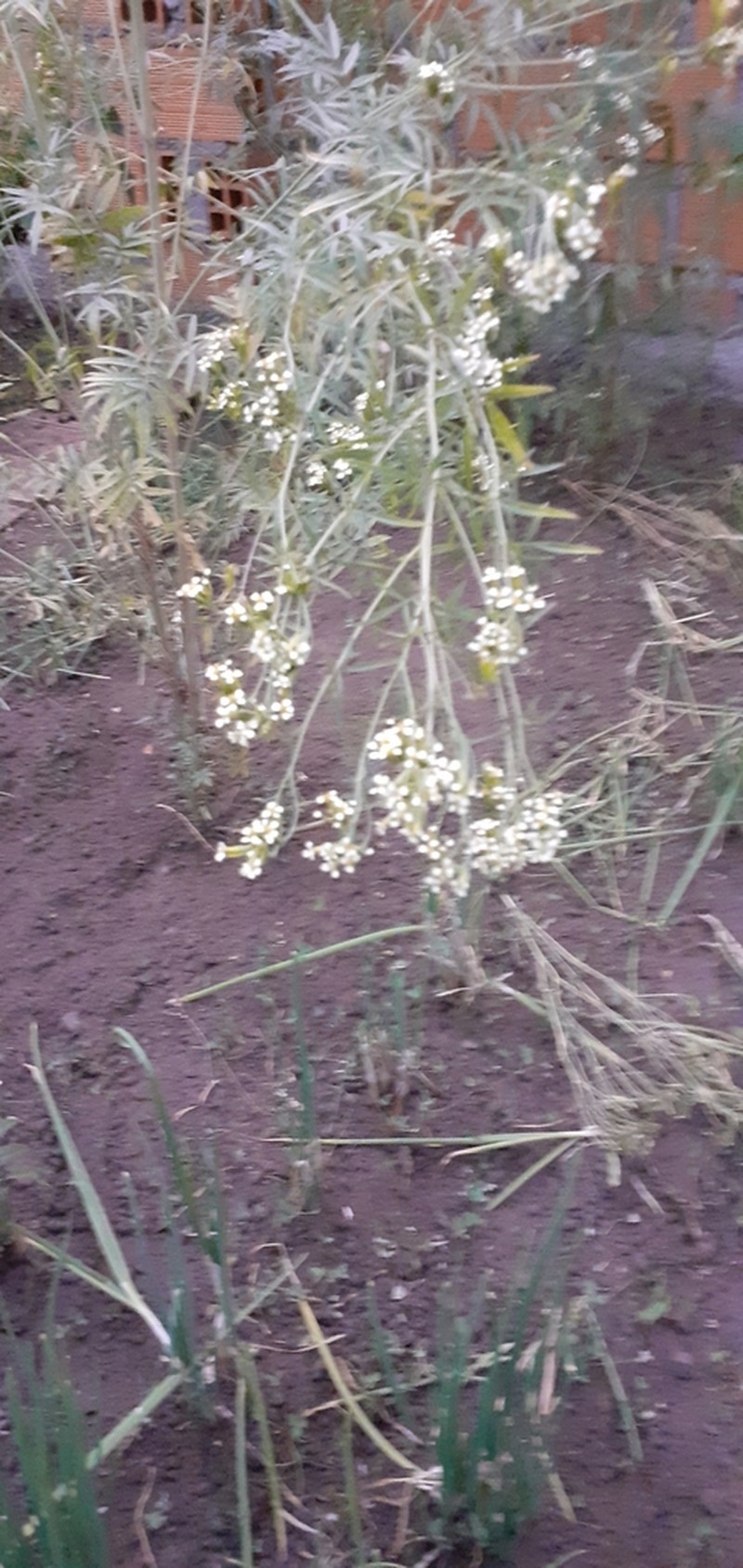 Tagetes terniflora photo 3