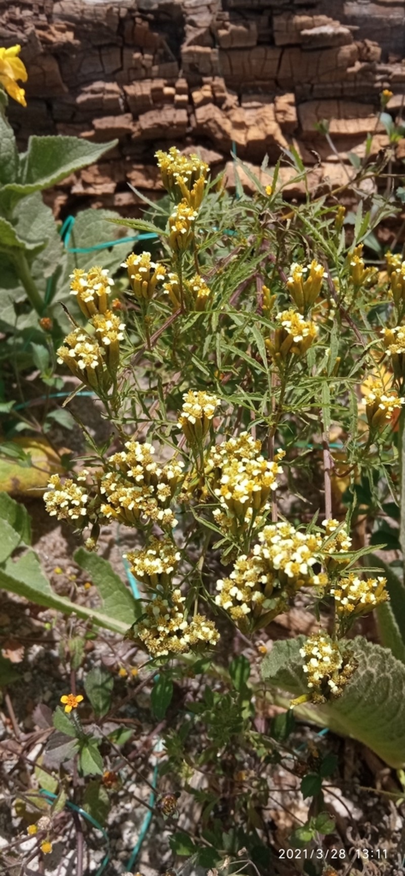 Tagetes terniflora photo 5