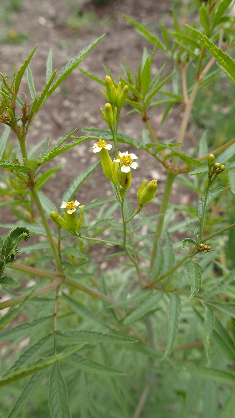 Tagetes terniflora photo 6