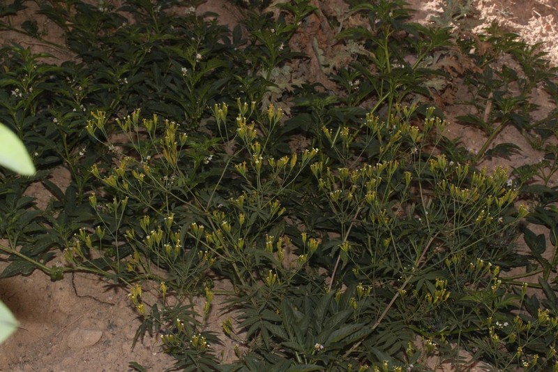 Tagetes terniflora photo 8