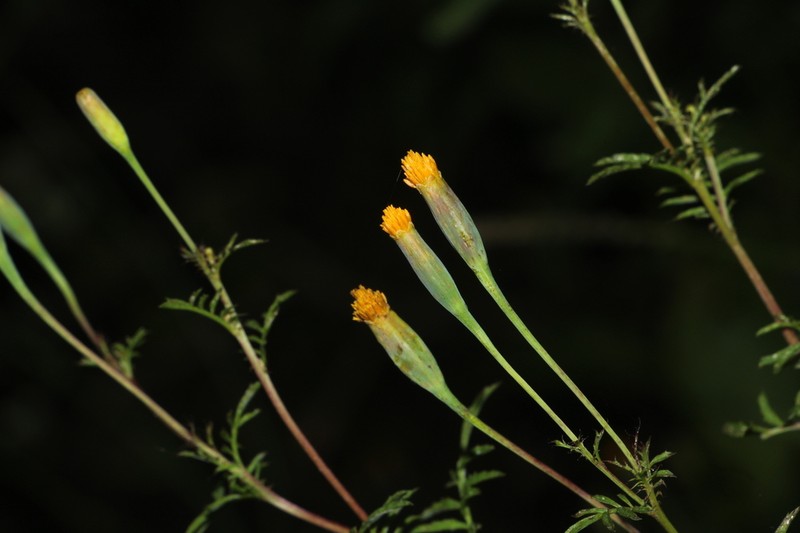 Tagetes verticillata