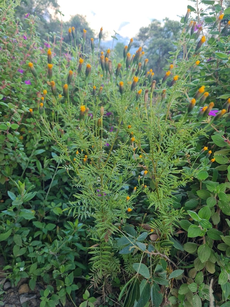 Tagetes verticillata photo 2