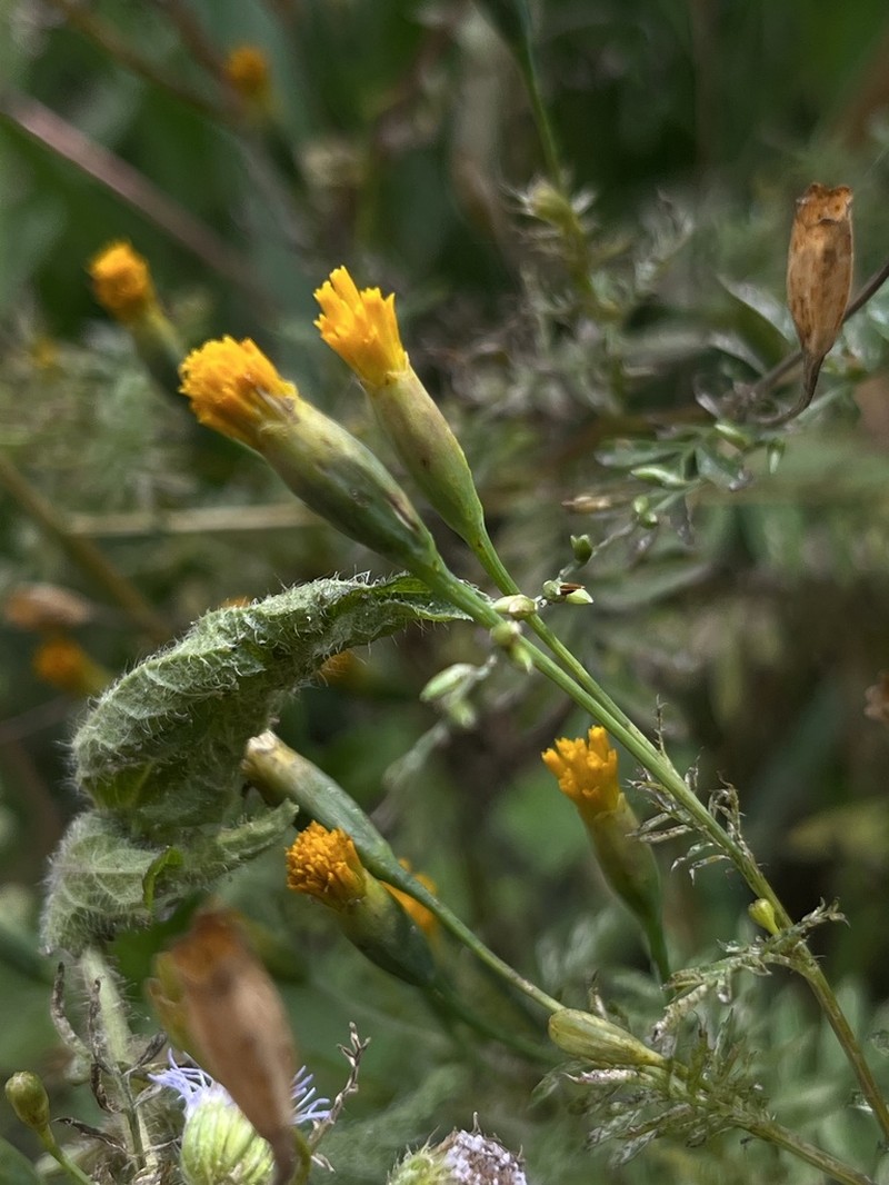 Tagetes verticillata photo 3