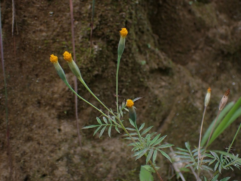 Tagetes verticillata photo 4