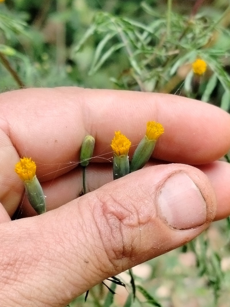 Tagetes verticillata photo 5