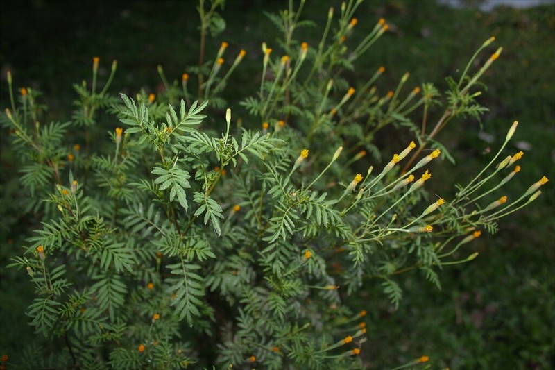 Tagetes verticillata photo 6