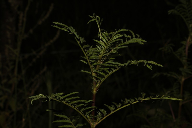 Tagetes verticillata photo 7