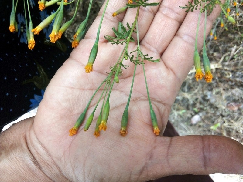 Tagetes verticillata photo 8