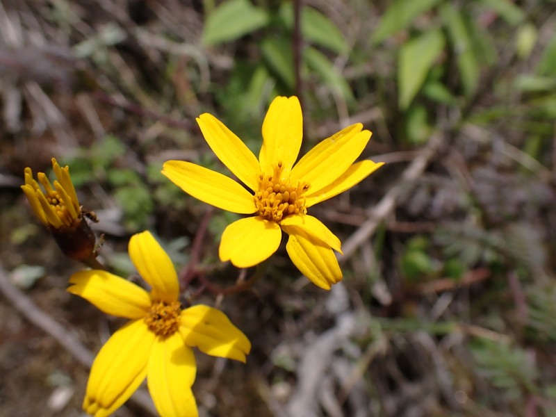 Tagetes zypaquirensis