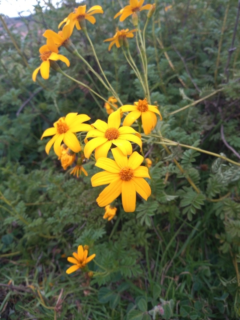 Tagetes zypaquirensis photo 2