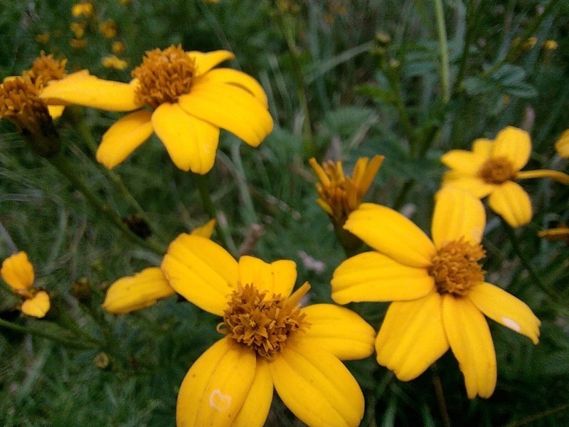 Tagetes zypaquirensis photo 3