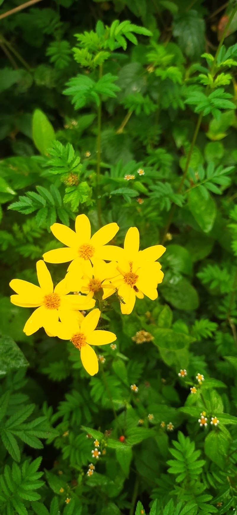 Tagetes zypaquirensis photo 4