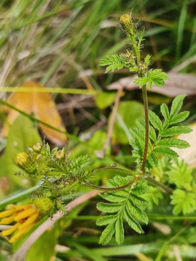 Tagetes zypaquirensis photo 5