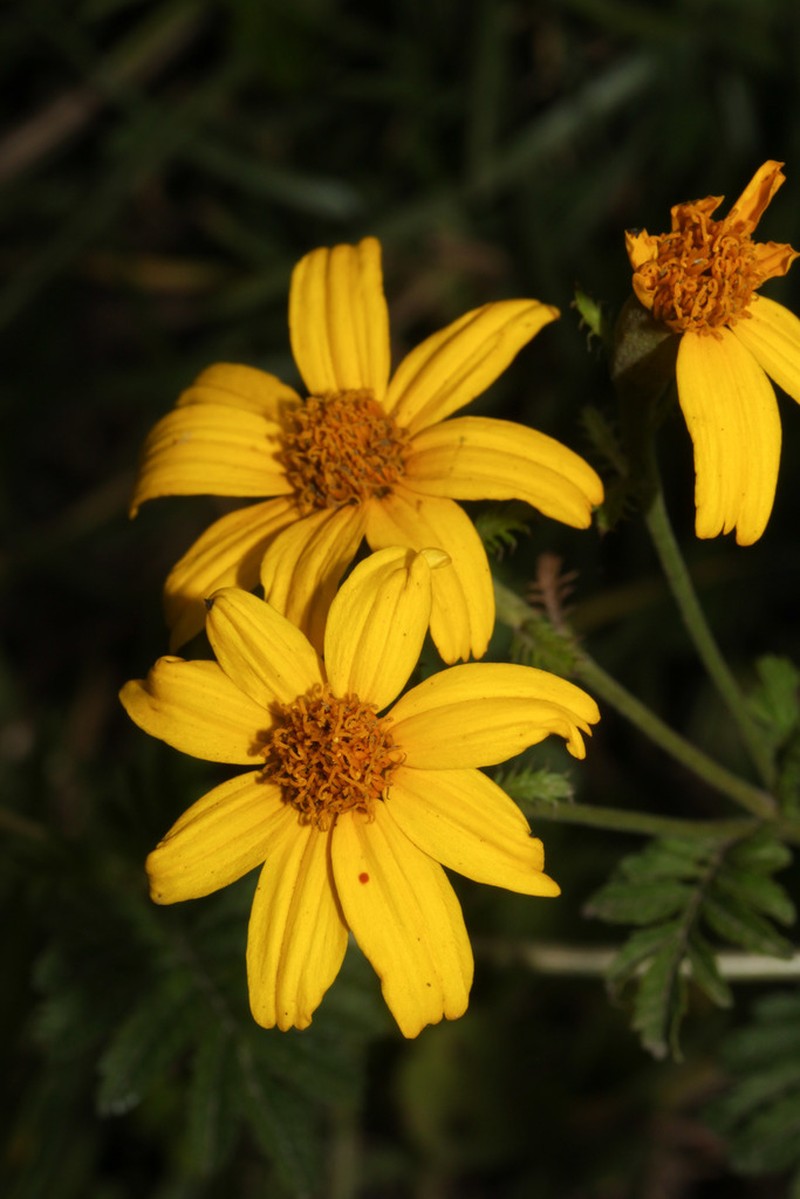 Tagetes zypaquirensis photo 6