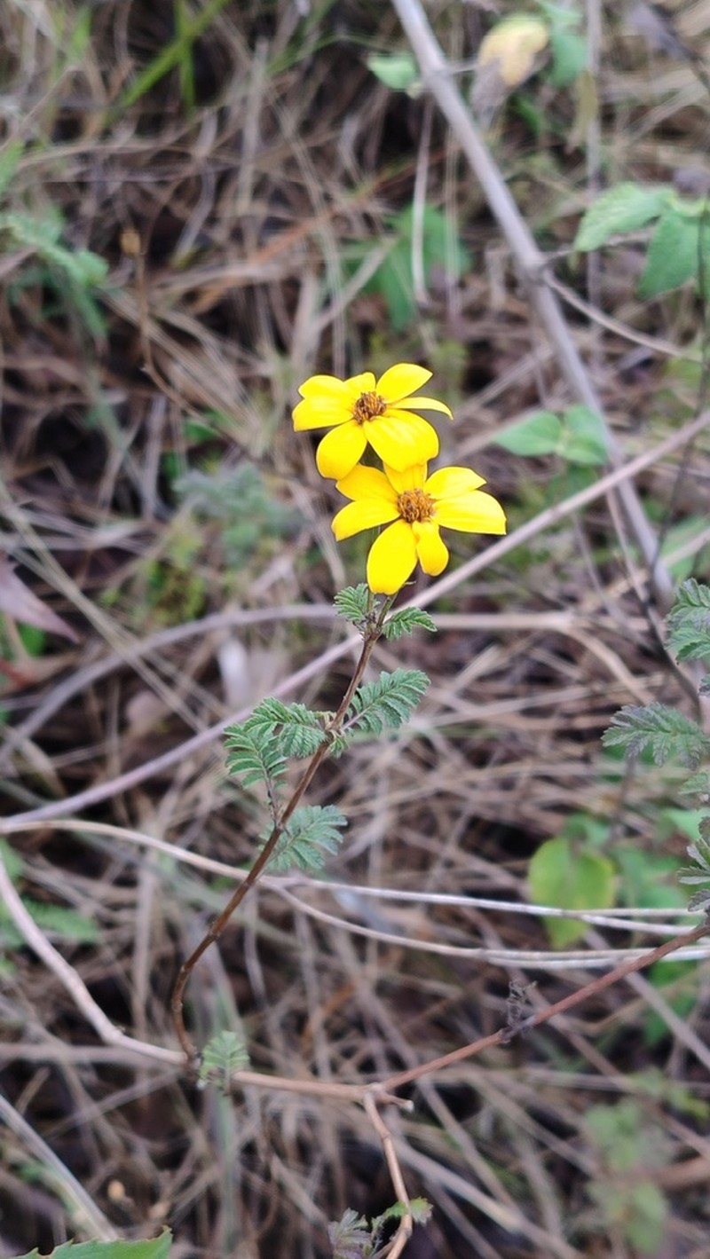 Tagetes zypaquirensis photo 7