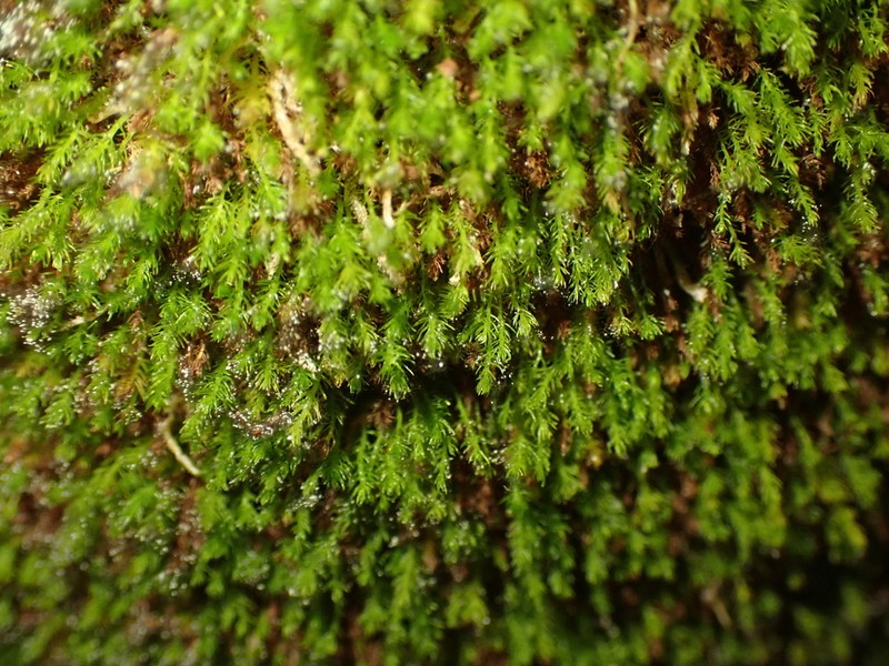 Takakia photo 7