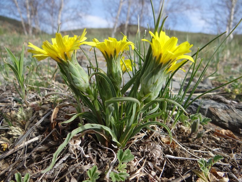 Takhtajaniantha austriaca