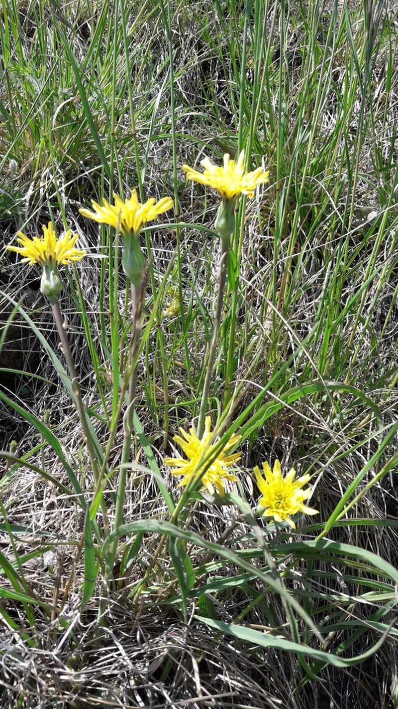 Takhtajaniantha austriaca photo 2
