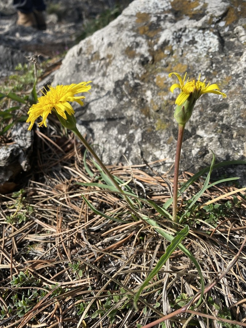 Takhtajaniantha austriaca photo 3