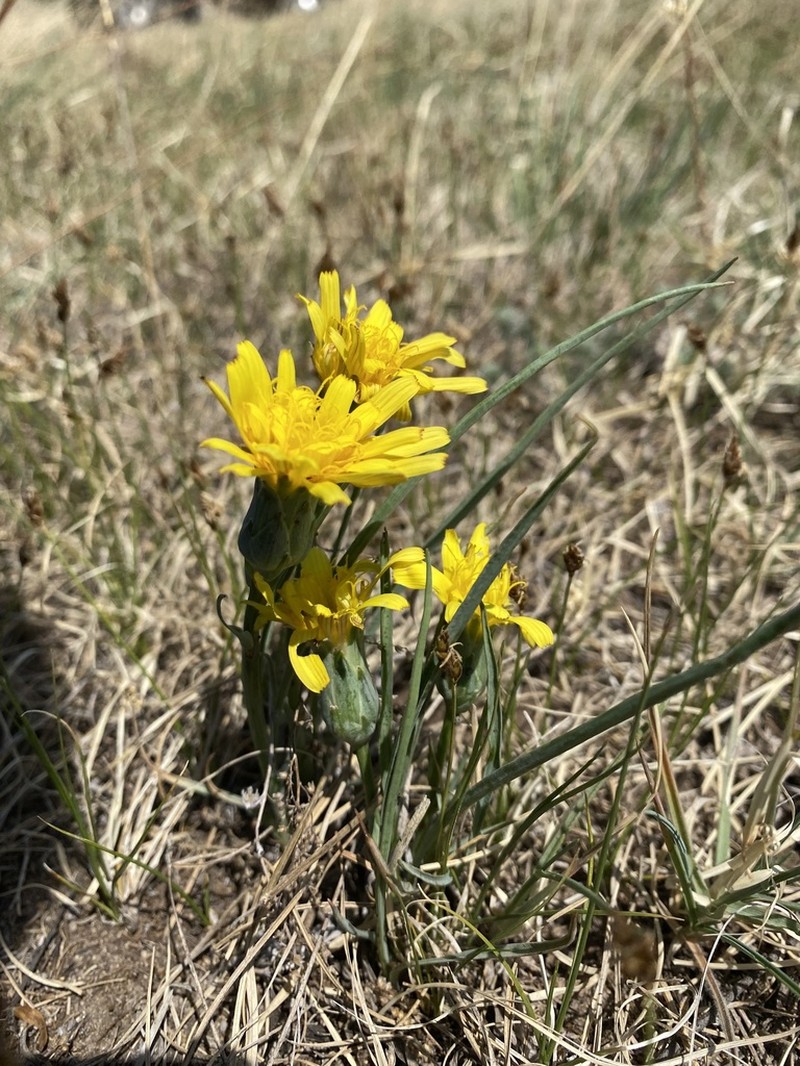 Takhtajaniantha austriaca photo 4