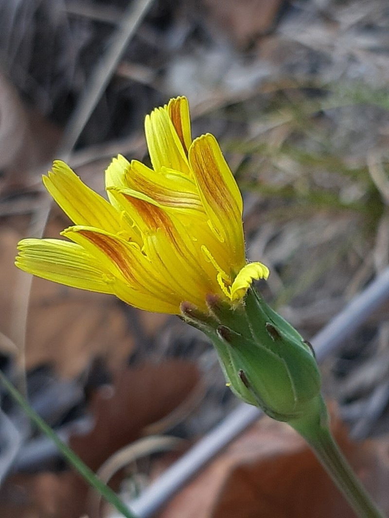 Takhtajaniantha austriaca photo 5