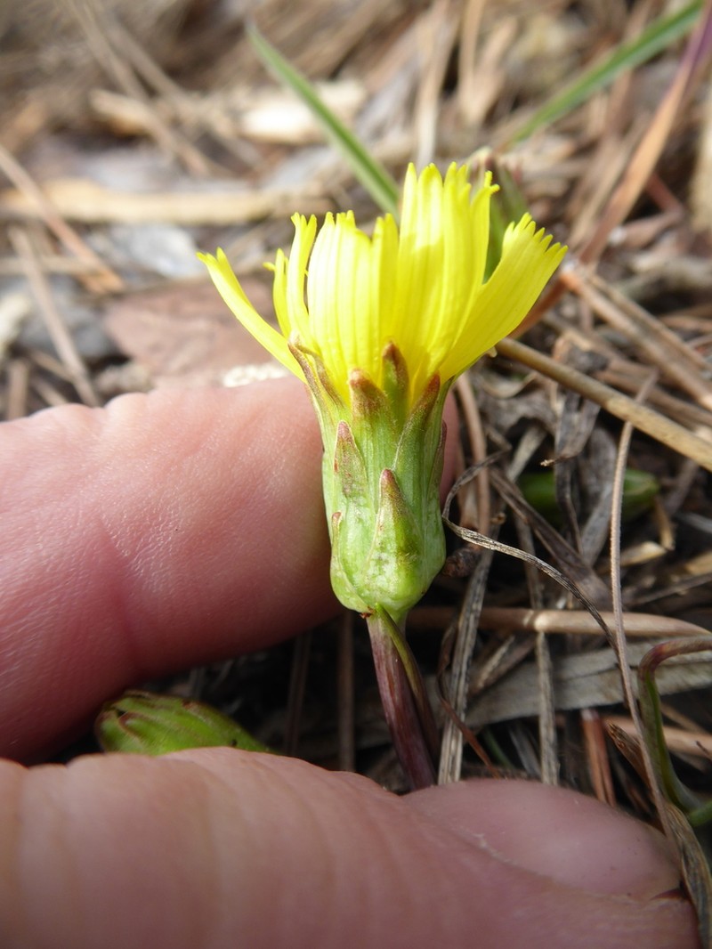 Takhtajaniantha austriaca photo 6