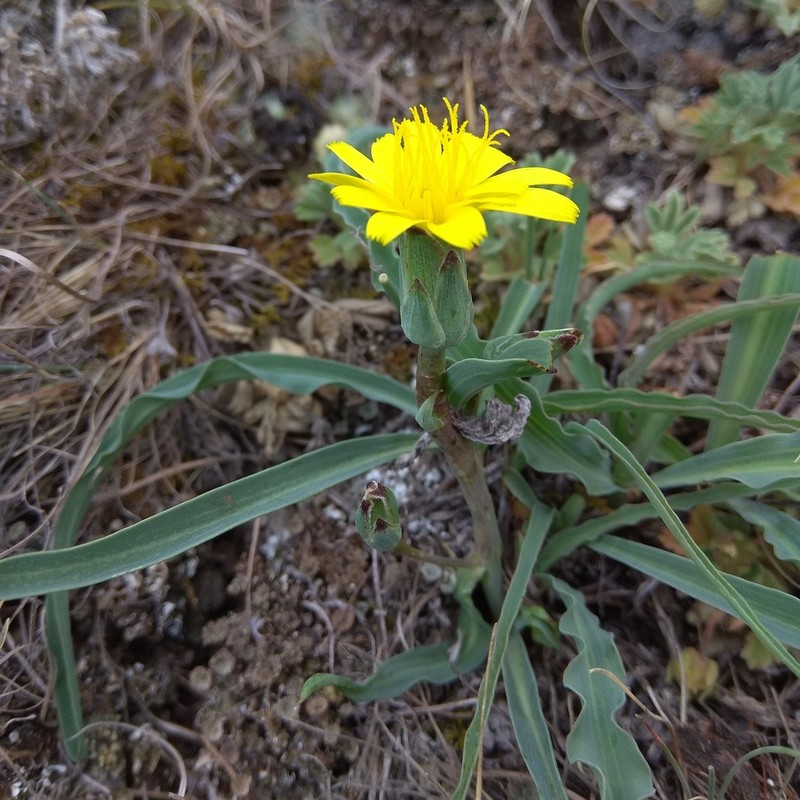 Takhtajaniantha austriaca photo 7