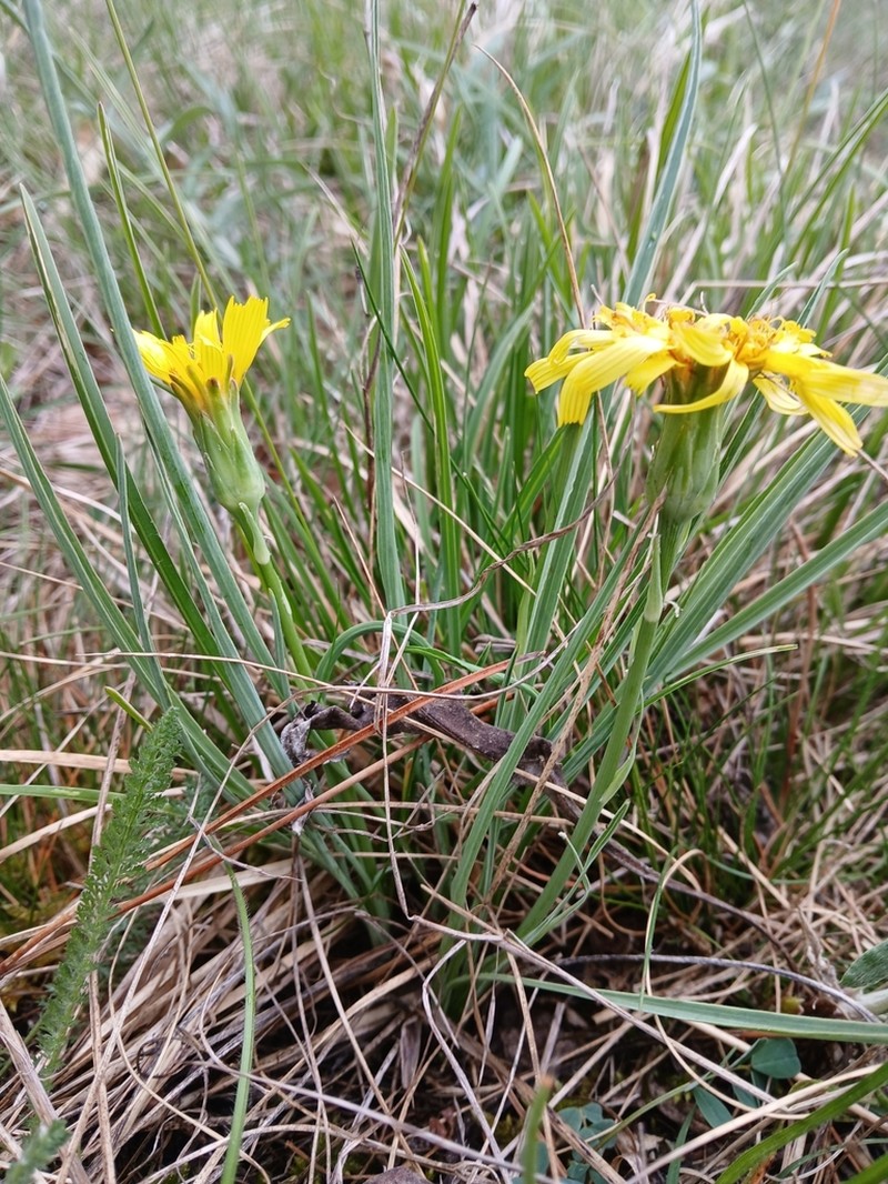 Takhtajaniantha austriaca photo 8