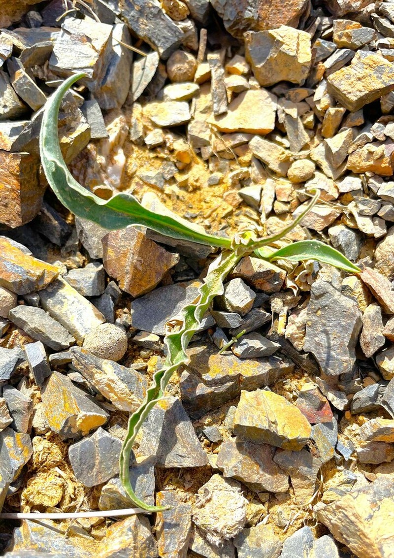 Takhtajaniantha capito photo 8