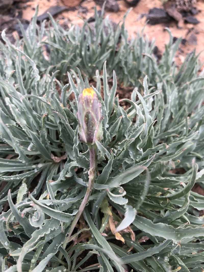 Takhtajaniantha crispa