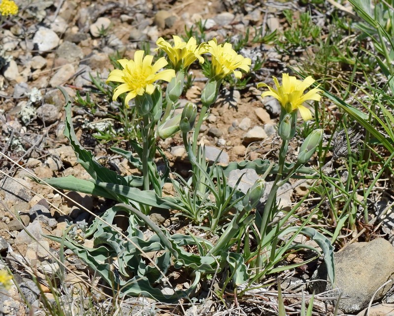 Takhtajaniantha crispa photo 2