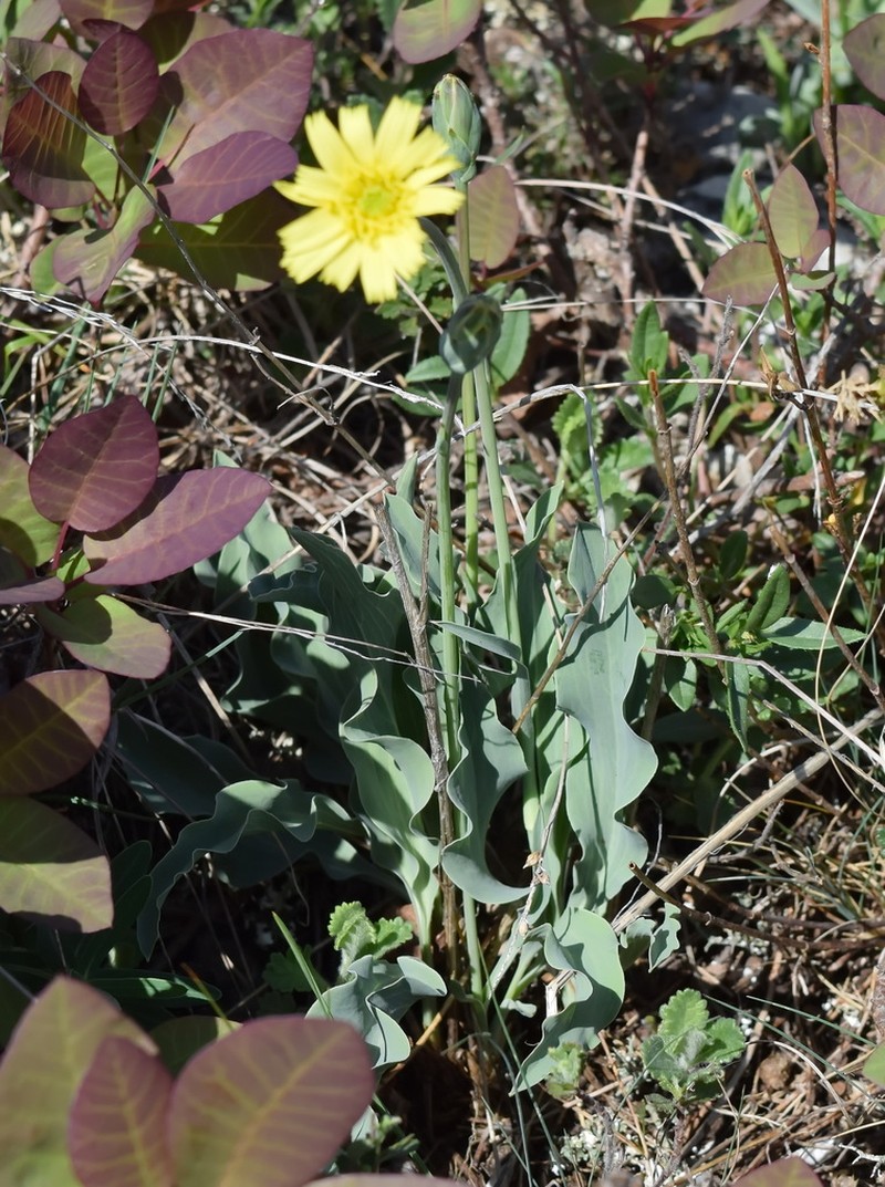 Takhtajaniantha crispa photo 4