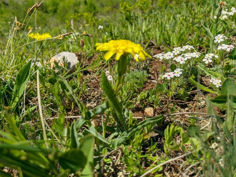 Takhtajaniantha crispa photo 5