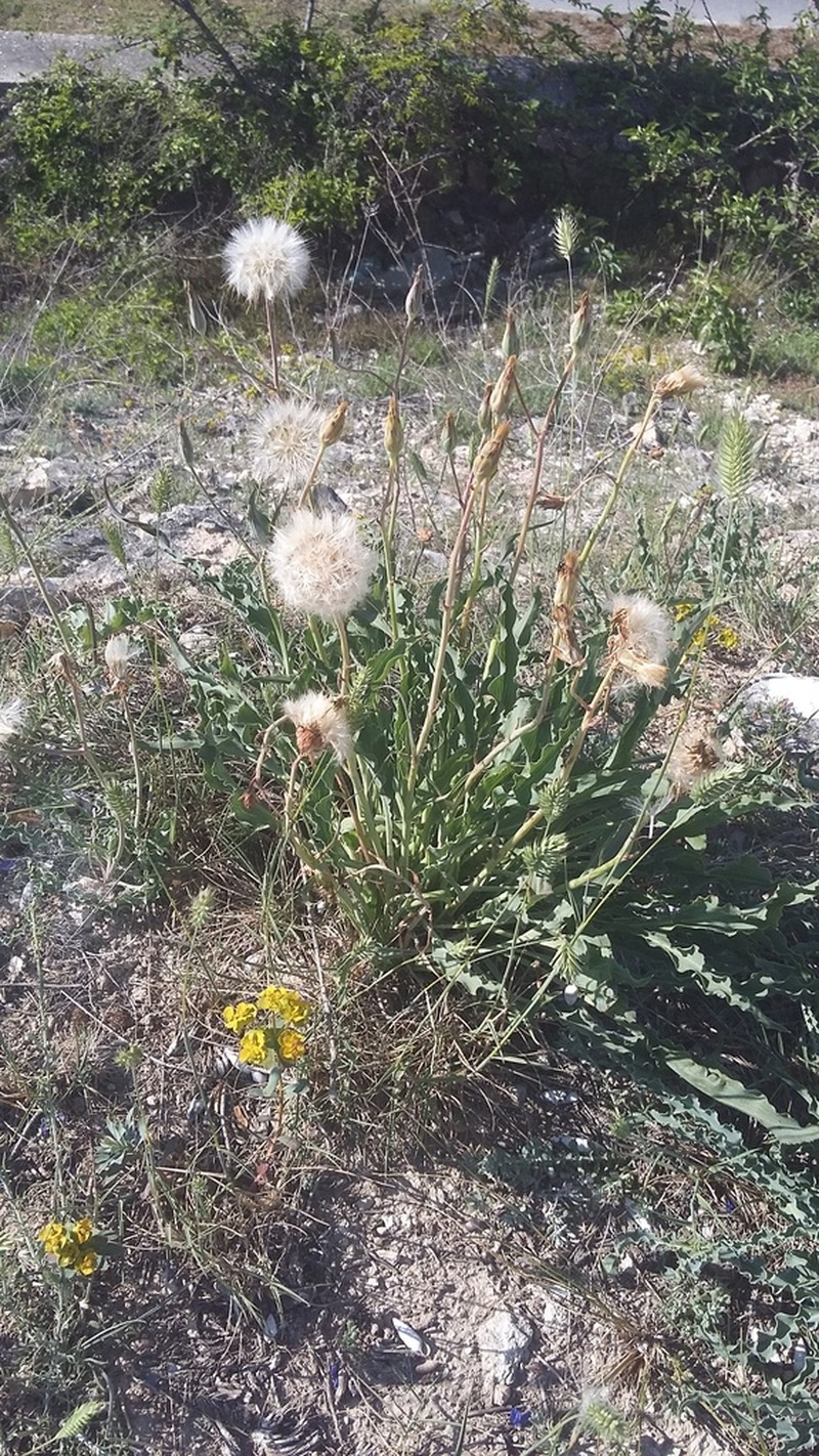 Takhtajaniantha crispa photo 6