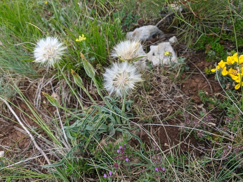 Takhtajaniantha crispa photo 8