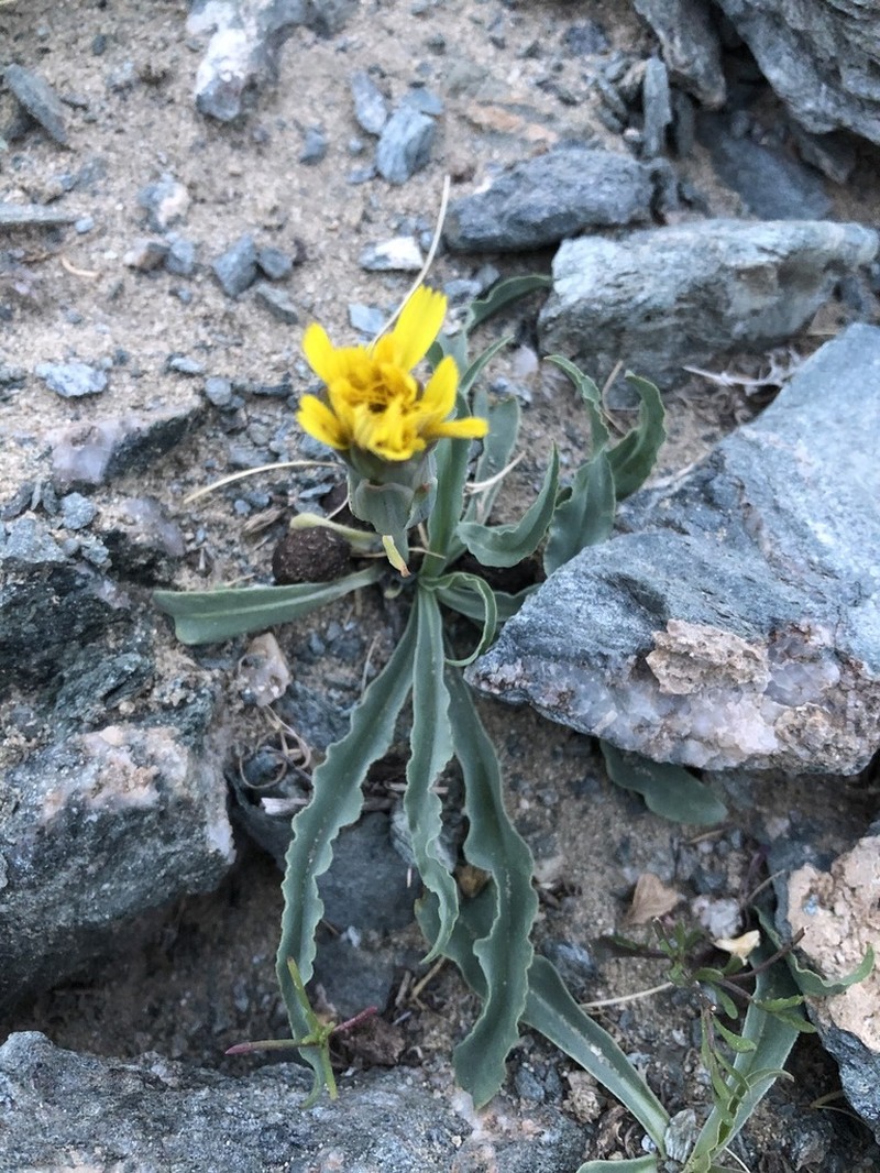 Takhtajaniantha ikonnikovii photo 2