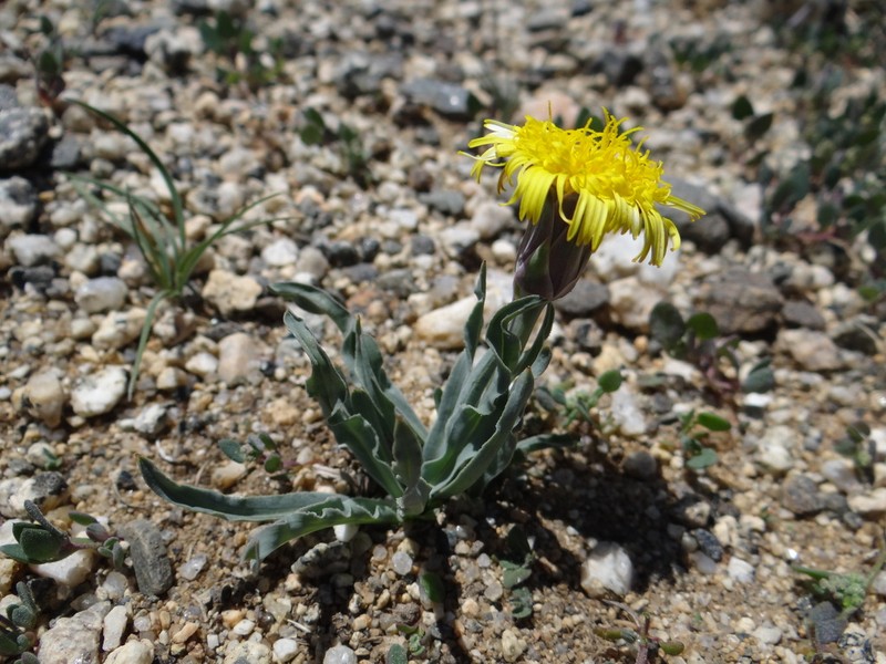 Takhtajaniantha ikonnikovii photo 3