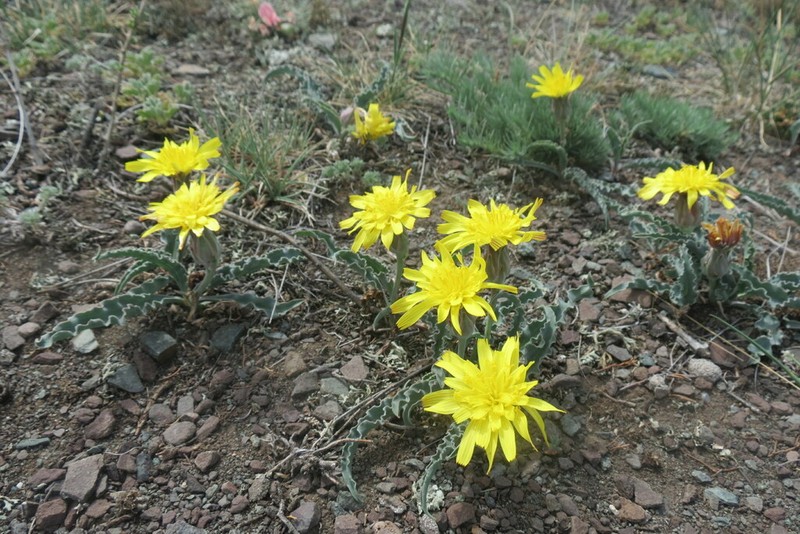 Takhtajaniantha ikonnikovii photo 6