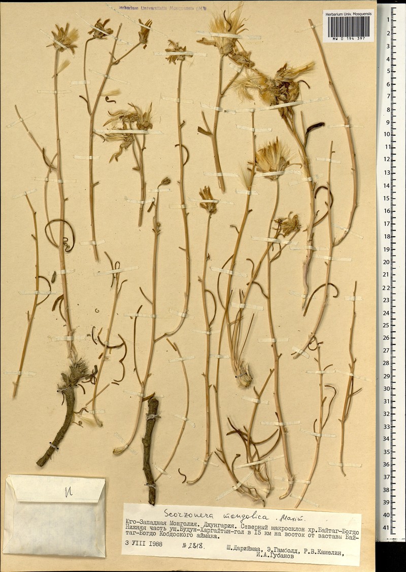 Takhtajaniantha mongolica photo 6