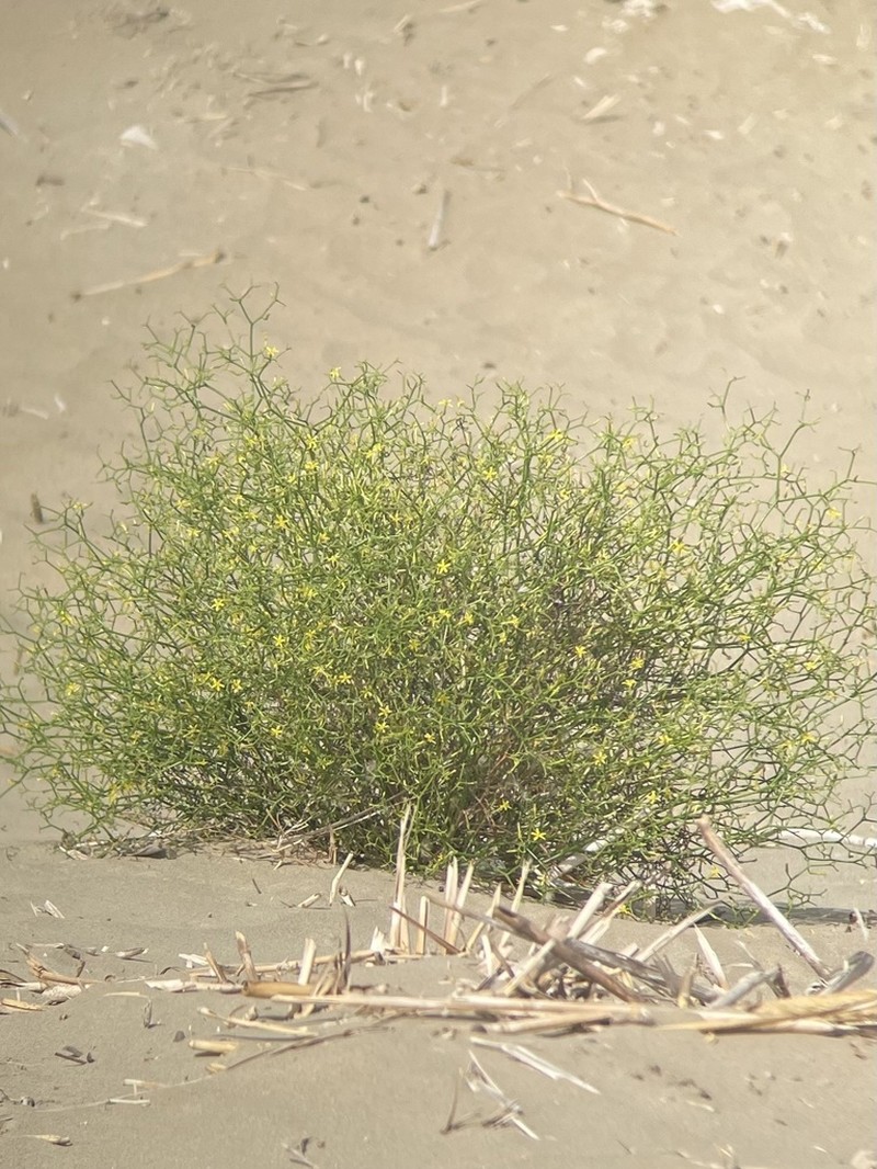 Takhtajaniantha pseudodivaricata