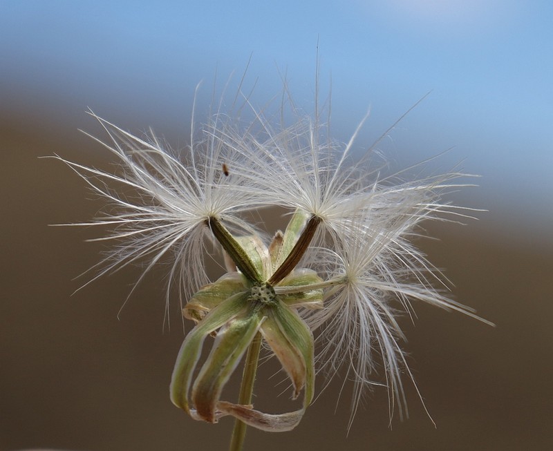 Takhtajaniantha pseudodivaricata photo 2
