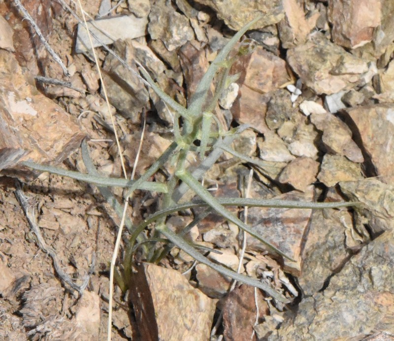 Takhtajaniantha pseudodivaricata photo 3