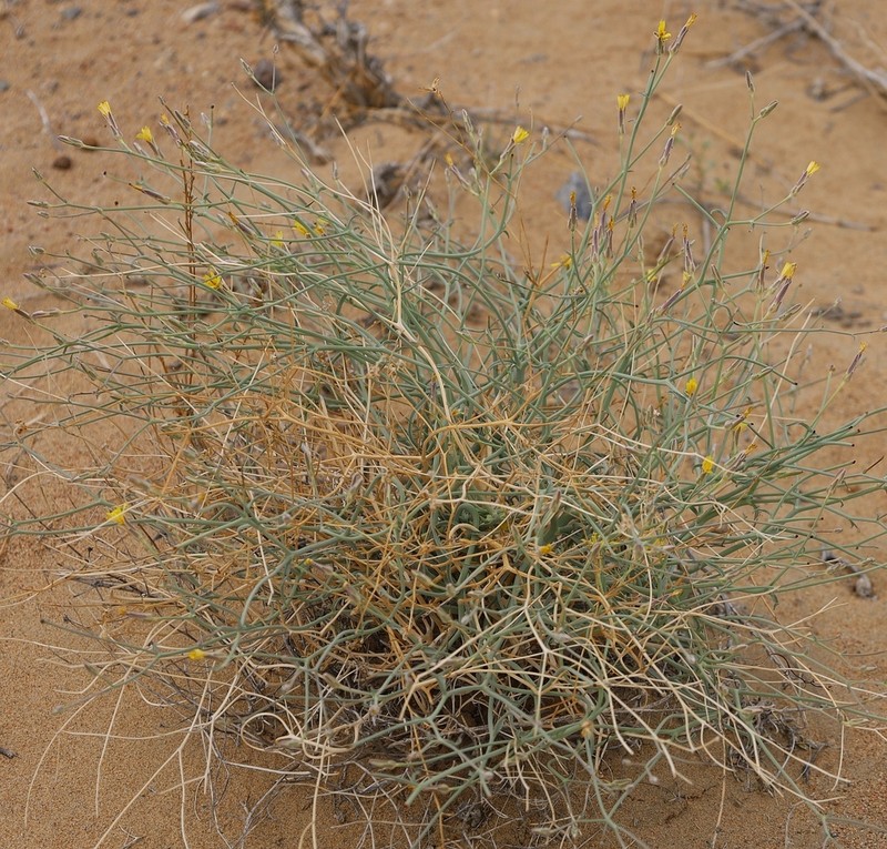 Takhtajaniantha pseudodivaricata photo 4
